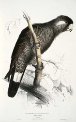 Calyptorhynchus